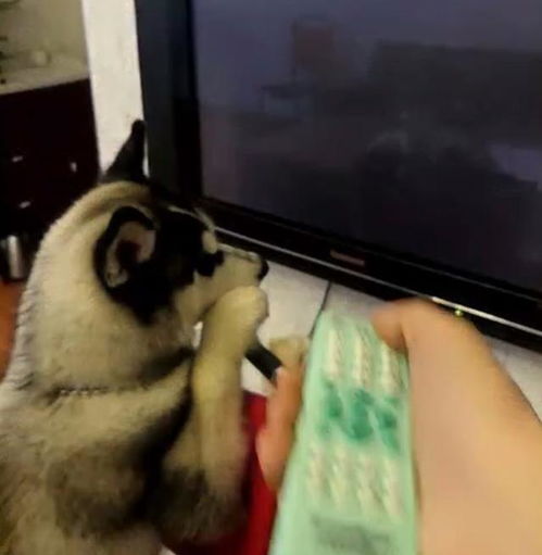 二哈雙手趴在椅子上,專心致志看電視,主人一關(guān)電視反應(yīng)亮了